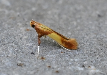 Caloptilia alchimiella