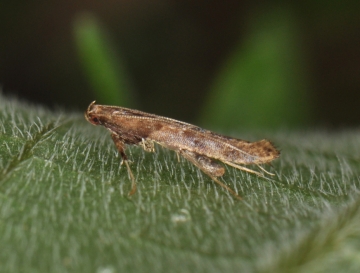Caloptilia falconipennella