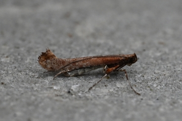 Caloptilia falconipennella