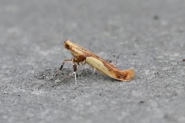 Caloptilia honoratella