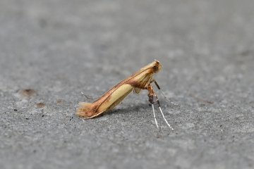 Caloptilia honoratella