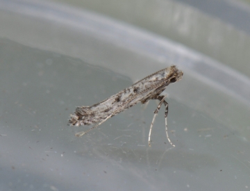 Caloptilia populetorum