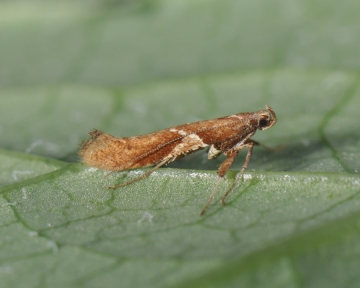 Caloptilia stigmatella