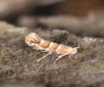 Cameraria ohridella
