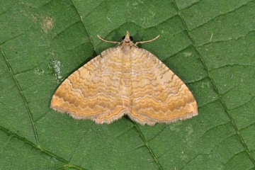 Camptogramma bilineata