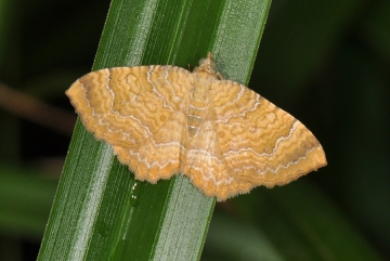 Camptogramma bilineata