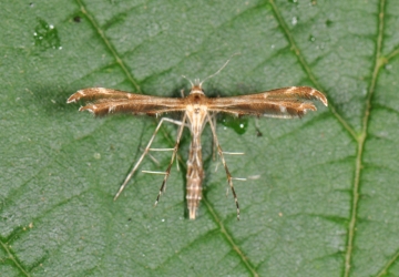 Capperia britanniodactyla