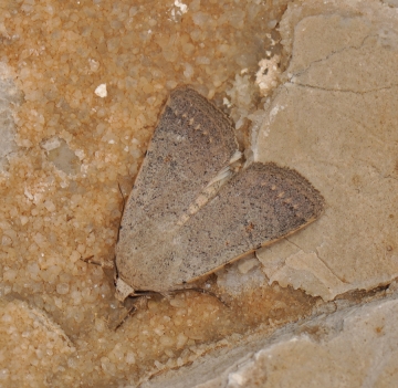 Caradrina aspersa