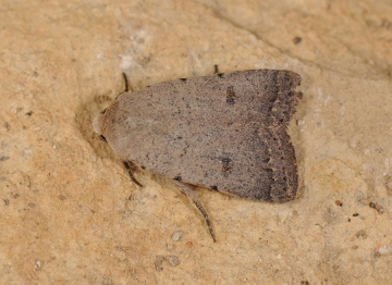Caradrina aspersa