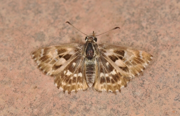 Carcharodus baeticus