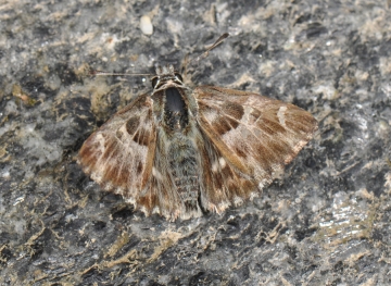 Carcharodus floccifera