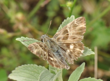 Carcharodus orientalis