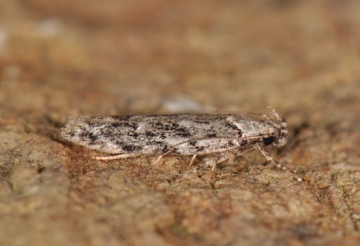 Carpatolechia decorella