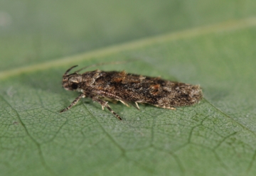 Carpatolechia fugacella