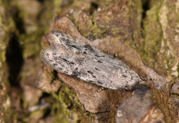 Carpatolechia proximella