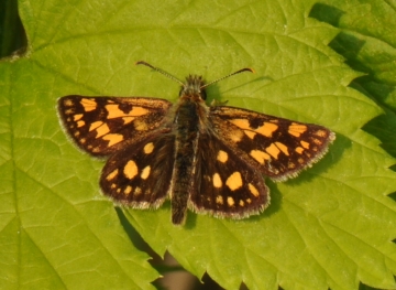 Carterocephalus palaemon