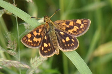Carterocephalus palaemon