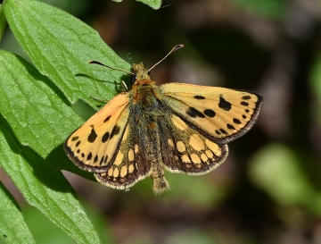 Carterocephalus silvicola