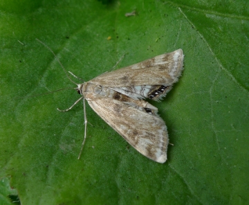 Cataclysta lemnata