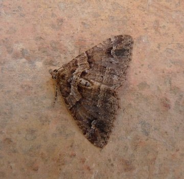 Catarhoe basochesiata