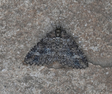 Catarhoe hortulanaria