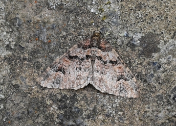 Catarhoe hortulanaria