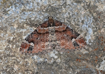 Catarhoe hortulanaria