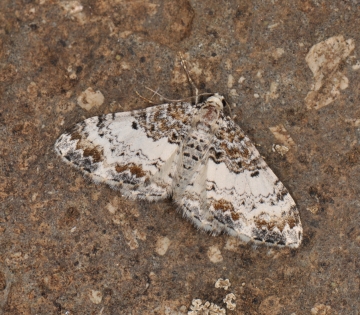 Catarhoe permixtaria