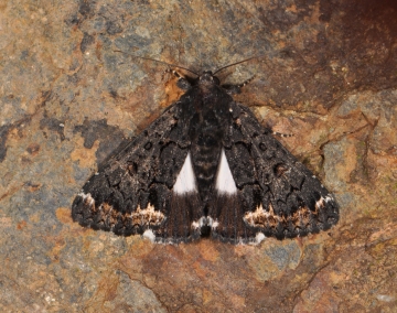 Catephia alchymista