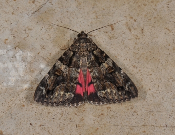 Catocala coniuncta