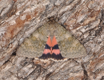 Catocala elocata
