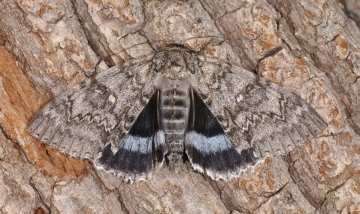 Catocala fraxini