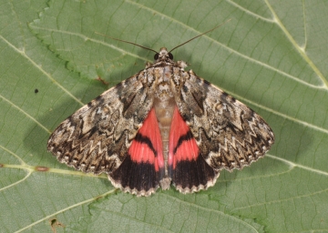 Catocala promissa
