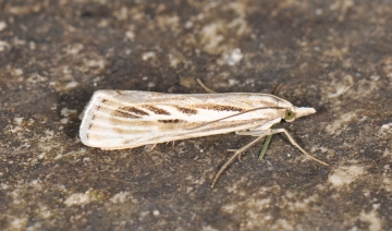Catoptria digitellus