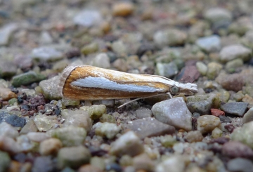 Catoptria margaritella
