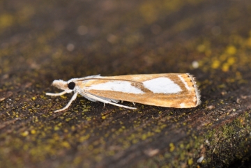 Catoptria osthelderi