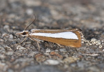 Catoptria pyramidellus