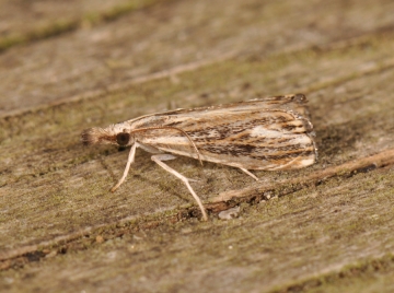 Catoptria verellus