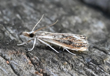 Catoptria verellus