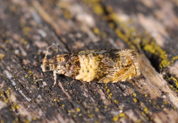 Celypha aurofasciana