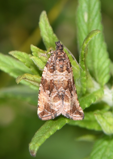 Celypha cespitana