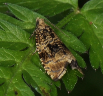 Celypha lacunana