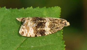 Celypha lacunana
