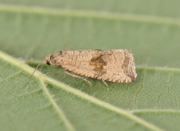 Celypha striana