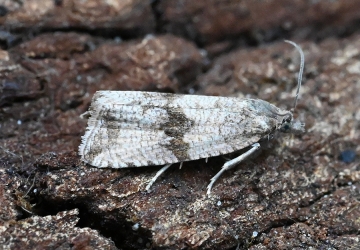 Celypha striana