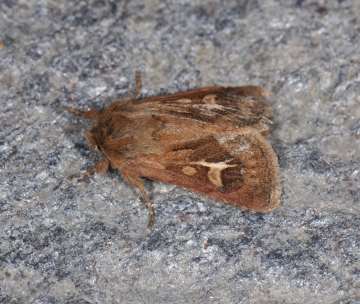 Cerapteryx graminis