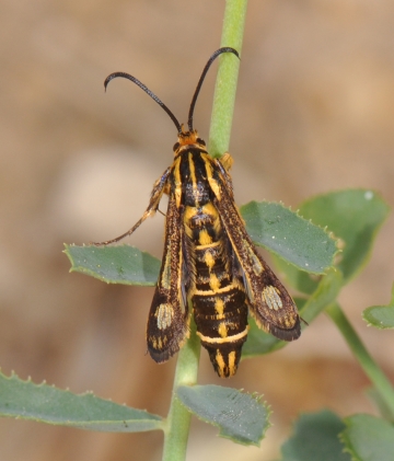 Chamaesphecia bibioniformis