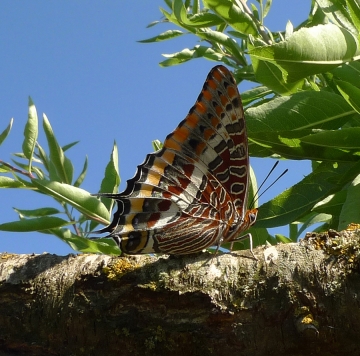 Charaxes jasius