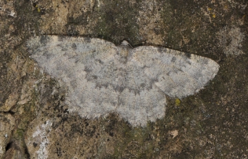 Charissa glaucinaria