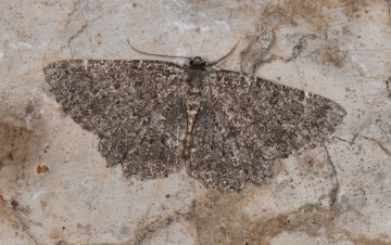 Charissa obscurata